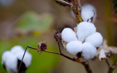 物聯網技術有何應用？